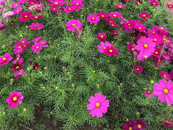 宁乡市永生花|设计广场花坛摆设